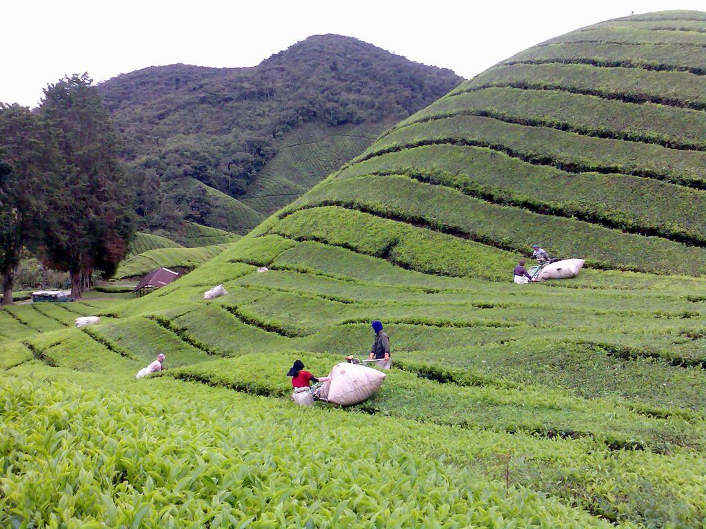 Hillview Inn Cameron Highlands Kültér fotó
